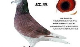 武汉鸽子最新爆料消息,揭秘城市生活新动态